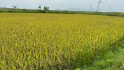 Lần đầu tiên giống lúa ST25 được trồng trên ruộng rươi theo hướng hữu cơ tại xã Châu Nhân, Hưng Nguyên