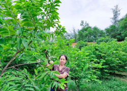 Thụ phấn bổ sung, ép na ra trái vụ, nông dân Nghệ An thu lãi khá