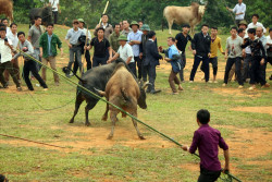 Náo nức mừng Tết Độc lập trên khắp các miền quê Nghệ An