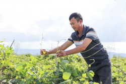 Trồng cây ví như 'vàng trắng', nông dân dưới chân núi Đại Huệ có của để dành
