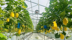 Người gieo mầm đổi mới trên mảnh đất quê hương