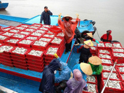 Ngư dân Nghệ An bội thu 'lộc biển' đầu năm, phấn khởi vươn khơi