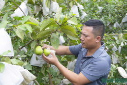 Nông dân Nghệ An làm giàu nhờ trồng ổi không hạt