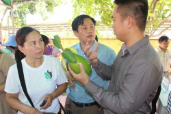 Ứng dụng tiến bộ KH-CN nhân giống và trồng thử nghiệm cây bơ trên địa bàn huyện Nghĩa Đàn