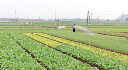 Vùng trồng rau tại huyện Quỳnh Lưu
