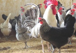 Quy trình nuôi gà siêu trứng: gà Ai Cập, gà Ai Cập lai (AG1)