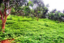 Trồng cây lạc dại hạn chế cỏ dại, cải tạo, bảo vệ chống xói mòn đất trong sản xuất nông nghiệp