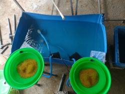 Trứng lươn được thu gom đưa vào ấp, mô hình Nuôi lươn khép kín theo tiêu chuẩn VietGAP tại hộ anh Nguyễn Duy Thành, xã Văn Thành, huyện Yên Thành, Nghệ An