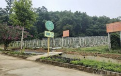 Mô hình trồng cây dược liệu của Công ty Cổ phần Dược liệu Pù Mát, huyện Con Cuông