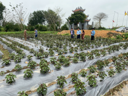 Mô hình trồng cây dược liệu tại Đô Lương