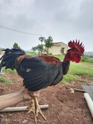 Gà trụi lông cổ trống