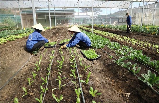 Công nhân chăm sóc rau trồng trong nhà kính đạt tiêu chuẩn hữu cơ tại Lâm Đồng.