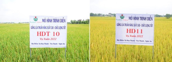 Cả hai giống lúa này đã được đưa vào sản xuất trên địa bàn Nghệ An từ năm 2019, cho năng suất cao. Ảnh: Xuân Hoàng