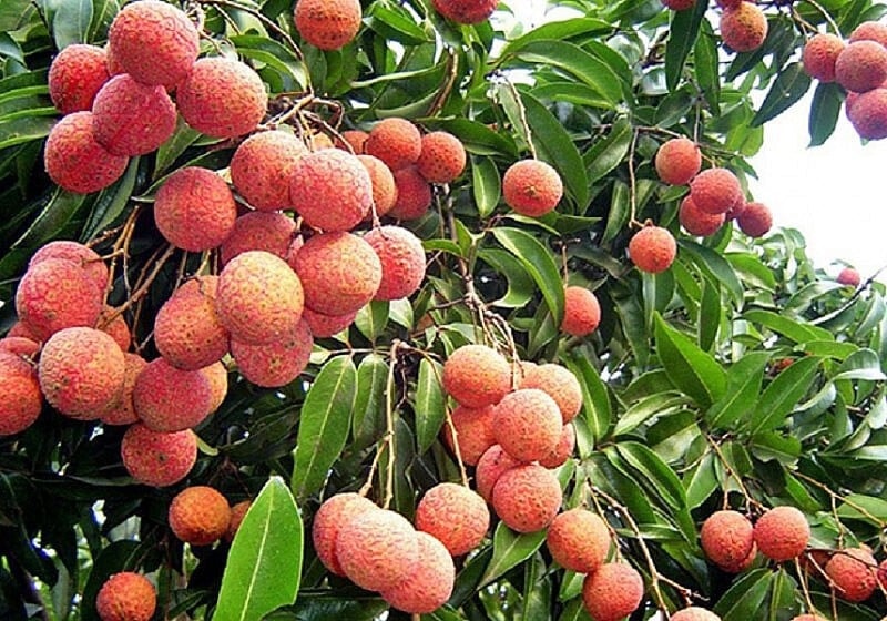 Quả vải ngon nhưng ăn thế nào để không bị nóng?