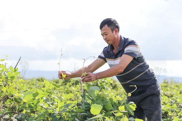 Trồng cây ví như 'vàng trắng', nông dân dưới chân núi Đại Huệ có của để dành