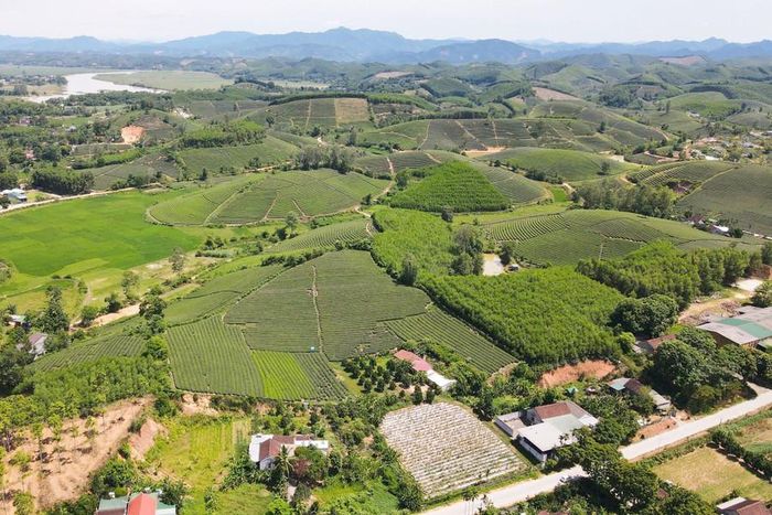 Nông dân xứ Nghệ hái 'quả ngọt' nhờ trồng cây chè chát