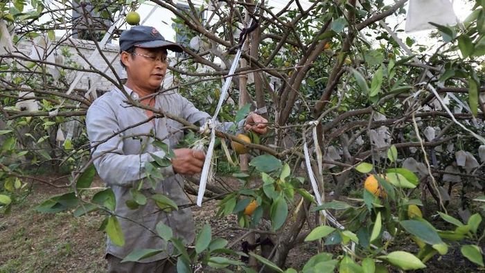 Nghệ An: Cam Xã Đoài đối diện vụ mùa thất thu