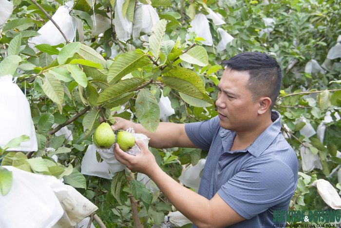 Nông dân Nghệ An làm giàu nhờ trồng ổi không hạt