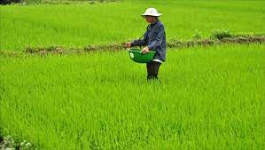 Bà con nông dân Yên Thành bón phân thúc lúa hè thu