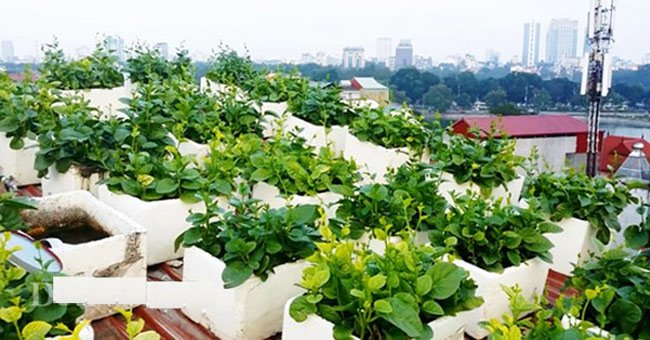 ​​​​​​​Cách trồng rau sạch tại nhà thì trồng bằng chậu xốp là đơn giản và dễ thực hiện nhất.