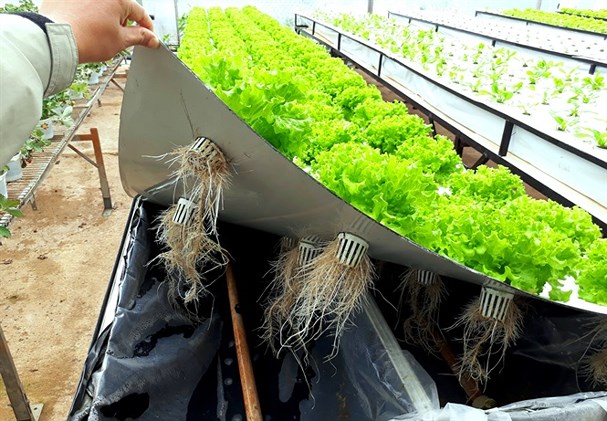 Áp dụng phương pháp khí canh để trồng rau sạch tại nhà