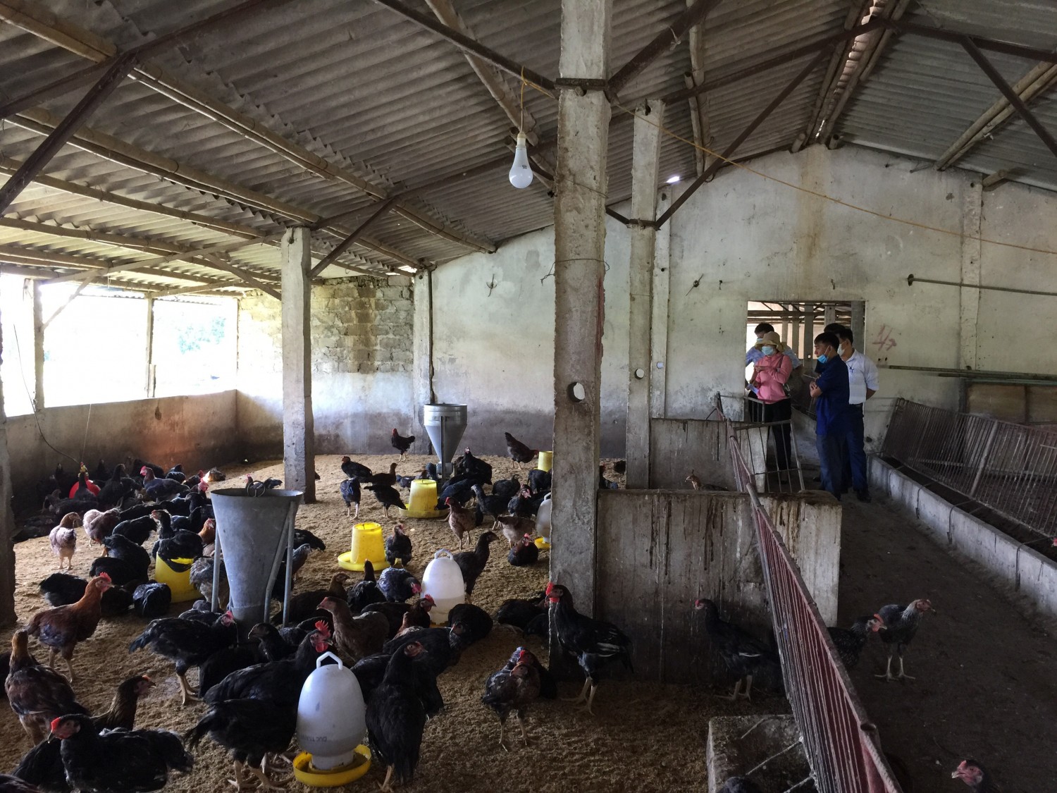 Cán bộ Tỉnh, huyện, xã Hùng Tiển kiểm tra mô hình chăn nuôi gà an toàn sinh học sử dụng chế phẩm Probiotic tại hộ chi Nguyễn Thị Hà xã Hùng Tiến, huyện Nam Đàn Nghệ An.
