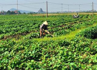 Nông dân xã Quỳnh Yên- Quỳnh Lưu chăm sóc rau khoai lang