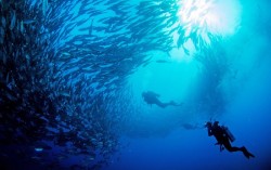 Biến đổi khí hậu khiến gần một nửa quần thể cá chung của các quốc gia đang di chuyển