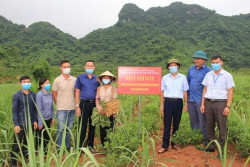 Phá thế độc canh từ mô hình trồng xen cây họ đậu mang lại hiệu quả kinh tế