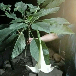 Suýt mất mạng vì ăn nhầm lá rừng: Câu chuyện cảnh báo cho những tín đồ ẩm thực