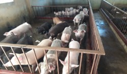 Mô hình nuôi lợn an toàn sinh học gắn với phòng chống dịch tả châu phi tại hộ bà Vương Thị Vinh xóm Phong Phú, xã Hưng Hoà, Thành phố Vinh