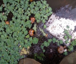 Hình ảnh: Mô hình nuôi ốc bươu đen của hộ gia đình anh Trần Trọng Dũng ở xóm Nghĩa Sơn, xã Nghĩa Hợp, huyện Tân Kỳ
