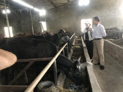 Giải pháp nâng cao chất lượng đàn bò thịt Nghệ An hiện nay