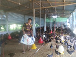 Trại chăn nuôi gà theo hướng an toàn sinh học tại hộ anh Phạm Văn Hiếu – xã Nghĩa Xuân, Quỳ Hợp