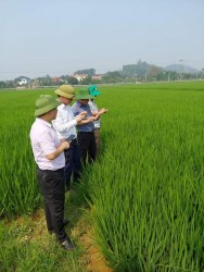 Ảnh: Lãnh đạo chi cục Trồng trọt - BVTV cùng cán bộ kiểm tra mô hình sản xuất lúa tại xã Nam Thanh - Nam Đàn giai đoạn làm đòng