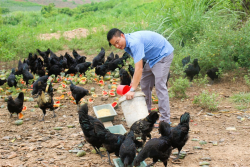 Mô hình nuôi gà H’mông thương phẩm an toàn sinh học tại xã Quỳnh Thắng