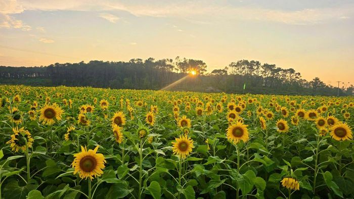 Rực vàng cánh đồng hoa hướng dương ở Kim Liên, du khách đổ xô check-in