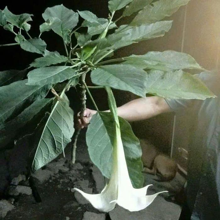 Suýt mất mạng vì ăn nhầm lá rừng: Câu chuyện cảnh báo cho những tín đồ ẩm thực