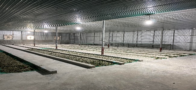 Công nhân đang chăm sóc tằm và thu hoạch kén tại HTX nông nghiệp dâu tằm Đồng Tiến