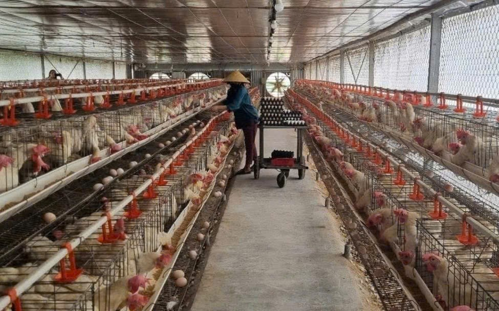 Các khâu như cho ăn, uống đều được tự động hoá
