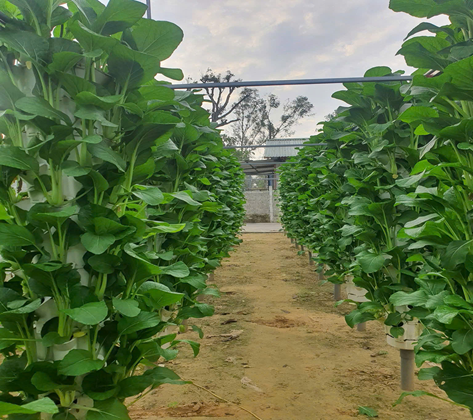 Vườn rau xanh mướt dù không trồng trực tiếp trên đất